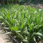 شتلات نخيل أمريكي وشنطني ابو مروحه من أفضل الانواع