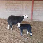نجديه متبع