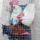 ديوك حساوي وفيومي