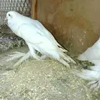 حمام نفاخ أبو مريان