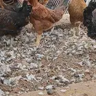 دجاج بلدي وفيومي بياض وبشاير