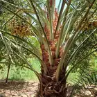 نخل مثمر للبيع خلاص ملكي صقعي هلالي سكري برحي نخيل واشنطن