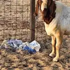 تيس فحل بروقيت سديس دم صافي ماشاء الله ضراب