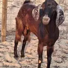 تيس فحل مصري أجم حار في الضراب ما شاءالله سديس