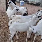 6 جفار بيشيه كحل صنف جذعات ماشاءالله تبارك الله