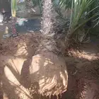 ابو يوسف لتوريد انخيل الوشنطني والأشجار وثيل