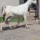 عنز بيشيه فاخره غنيه عن التعريف