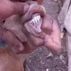 عنز للبيع
