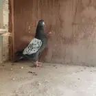 حمام باكستاني
