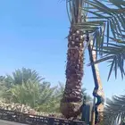 زراعة نخيل بلدي وفسيال وزراعة نخيل وشنطن وثيل طبيعي