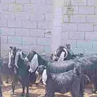 معز عارضيات للبيع