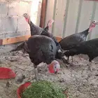 دجاج رومي