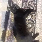 عندي قطط لون اسود تطعيمه الثلاثيه مهجن شيرازي عمره اتوقع 8