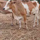 بقر