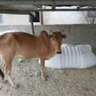 بقر جبليه