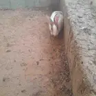 اربع اناثي عمر 6 شهوار وذكر 7 شهر للبيع الصحه ماشاء الله