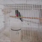 جوز كنيور من النوادر بشهادات