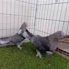 زوج تركي وردي