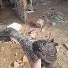 دجاج بلدي محايل عسير