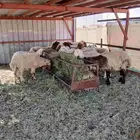 غنم بالفحل