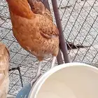 دجاج بلدي