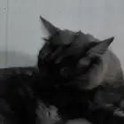 قط ذكر شيرازي (الاسود) للتبني