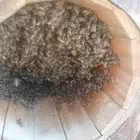 نحل بلدي للبيع