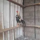 نوع الديك باكستاني سندي. عمره 9اشهر إلى 10 اشهر