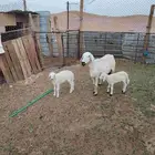 شاه والد معها خروف ورخل كبيره بعض سنونها طايح روم شرط