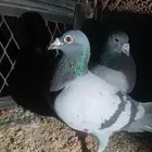 حمام للبيع على سوم زوج زاجل