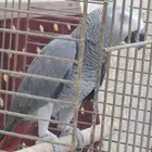 كاسكو للبيع