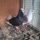 جوز قطيفي قلاب