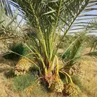 نخل مثمر فاخر للبيع نقايل جثايث صقعي برحي سكري شيشي منيفي
