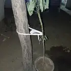 شتلة لبخ