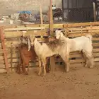 تيوس عوارض فل شحم ذبايح