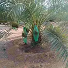نبوت سلطان برحي