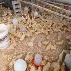 صوص بط محصن بكيني