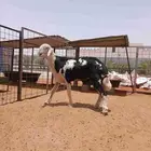 فحل نجدي صنف