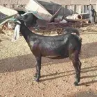 جفره عارضيه عارضيه فل شحم. تم البيع