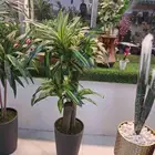 شجرة في مركن طويل