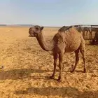 بكره صفرا دبيانيه طيبه