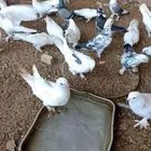 حمام ملبس للبيع