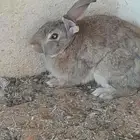 يوجد ذكور ارانب بصحة ممتازة