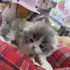 كاليكو سكوتش فولد