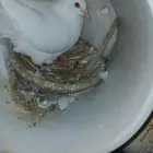 حمام مشكله للبيع