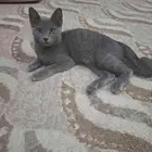قط عمره حدود3أشهر