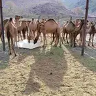 قعدان وبكار