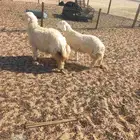 زبيح نعمي وحاري وعربي بري