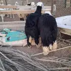 للبيع رخال نجد العمر تقريبا 8 شهور