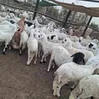 سواكن